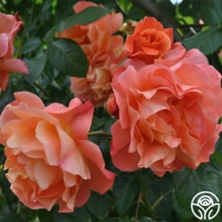 Westerland™ -HEIRLOOM ROSES Sales westerland 11