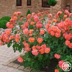 Westerland™ -HEIRLOOM ROSES Sales westerland 12