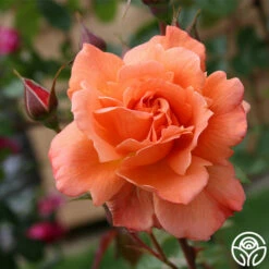 Westerland™ -HEIRLOOM ROSES Sales westerland 2 7