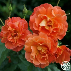 Westerland™ -HEIRLOOM ROSES Sales westerland 7