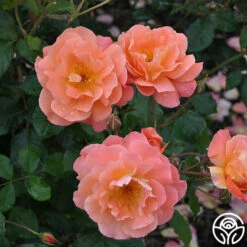 Westerland™ -HEIRLOOM ROSES Sales westerland 8 1