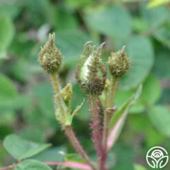 White Bath -HEIRLOOM ROSES Sales white bath 1 1