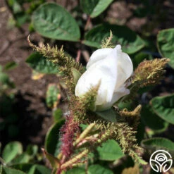 White Bath -HEIRLOOM ROSES Sales white bath 3 1