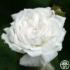 White Bath 1 White Bath -HEIRLOOM ROSES Sales white bath 4 1