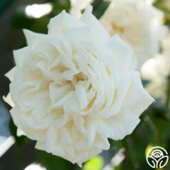 White Cap -HEIRLOOM ROSES Sales white cap 5