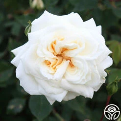 White Cap -HEIRLOOM ROSES Sales white cap 8