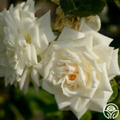 White Cap -HEIRLOOM ROSES Sales white cap logo 03