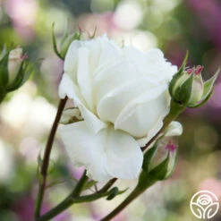 White Cap -HEIRLOOM ROSES Sales white cap logo 04