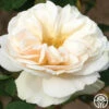 White Cloud 1 White Cloud -HEIRLOOM ROSES Sales white cloud logo 01