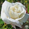 White Dawn® -HEIRLOOM ROSES Sales white dawn 2 2