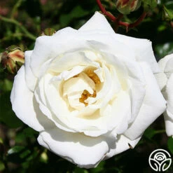 White Dawn® -HEIRLOOM ROSES Sales white dawn 4