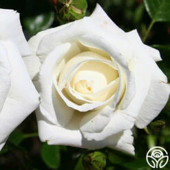 White Dawn® -HEIRLOOM ROSES Sales white dawn 6
