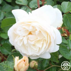 White Gold -HEIRLOOM ROSES Sales white gold 4