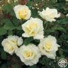 White Licorice™ -HEIRLOOM ROSES Sales white licorice