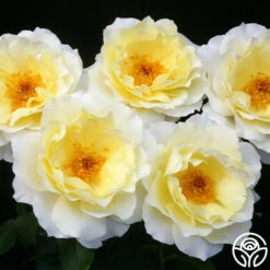 White Licorice™ -HEIRLOOM ROSES Sales white licorice 2 8