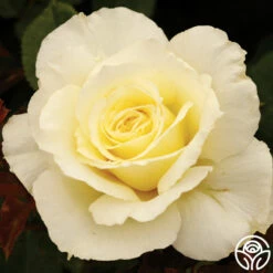 White Licorice™ -HEIRLOOM ROSES Sales white licorice 3 8