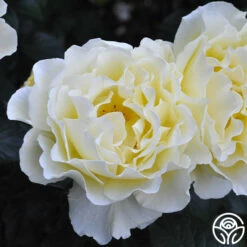 White Licorice™ -HEIRLOOM ROSES Sales white licorice 4 1