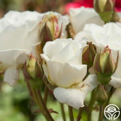 White Lightnin' -HEIRLOOM ROSES Sales white lightnin 1 8