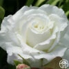 White Lightnin' -HEIRLOOM ROSES Sales white lightnin 2 8