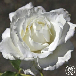 White Lightnin' -HEIRLOOM ROSES Sales white lightnin 3 8