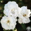 White Veranda® -HEIRLOOM ROSES Sales white veranda 1 1