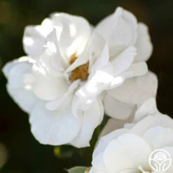 White Veranda® -HEIRLOOM ROSES Sales white veranda 3
