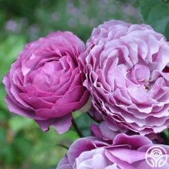 Wild Blue Yonder -HEIRLOOM ROSES Sales wild blue yonder 12