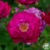 Wild Blue Yonder -HEIRLOOM ROSES Sales wild blue yonder 3 1 1