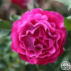 Wild Blue Yonder -HEIRLOOM ROSES Sales wild blue yonder 4 8