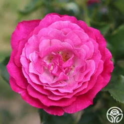 Wild Blue Yonder -HEIRLOOM ROSES Sales wild blue yonder 6 8