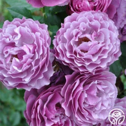 Wild Blue Yonder -HEIRLOOM ROSES Sales wild blue yonder 8 8