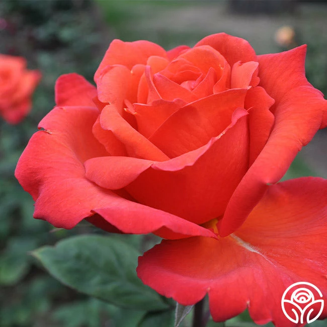 Wildfire™ 4 Wildfire™ - Image 2