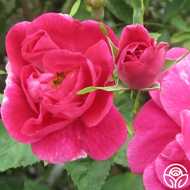 William Baffin 4 William Baffin - Image 2