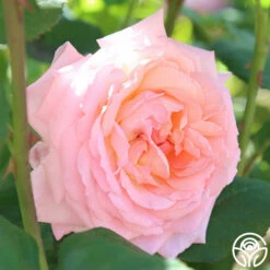 Windsor Castle Wedding™ -HEIRLOOM ROSES Sales windsor castle wedding 3 1 1