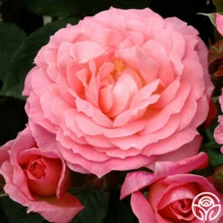 Windsor Castle Wedding™ -HEIRLOOM ROSES Sales windsor castle wedding 4 2