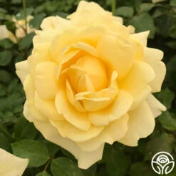 Eleganza® Winter Sun -HEIRLOOM ROSES Sales winter sun 2 2