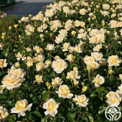 Eleganza® Winter Sun -HEIRLOOM ROSES Sales winter sun 3 1