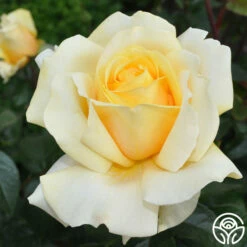 Eleganza® Winter Sun -HEIRLOOM ROSES Sales winter sun 71