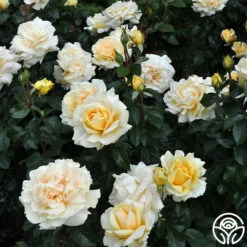 Eleganza® Winter Sun -HEIRLOOM ROSES Sales winter sun 8