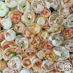 Wollerton Old Hall™ -HEIRLOOM ROSES Sales wollerton old hall 19