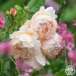 Wollerton Old Hall™ -HEIRLOOM ROSES Sales wollerton old hall 4