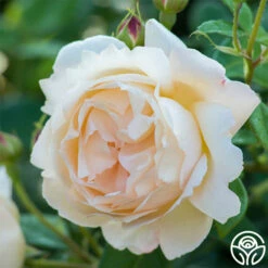 Wollerton Old Hall™ -HEIRLOOM ROSES Sales wollerton old hall 6