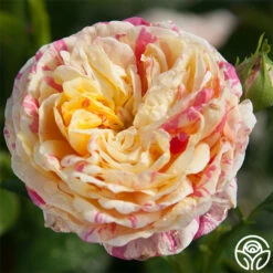 Wonderstripe™ -HEIRLOOM ROSES Sales wonderstripe 2 1