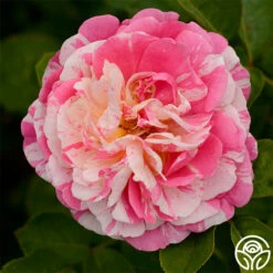 Wonderstripe™ -HEIRLOOM ROSES Sales wonderstripe 3 1 1