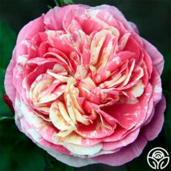 Wonderstripe™ -HEIRLOOM ROSES Sales wonderstripe 4 8