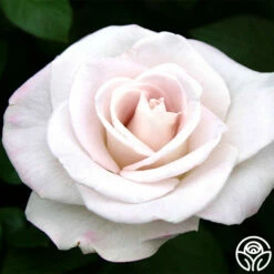 World War II Memorial Rose™