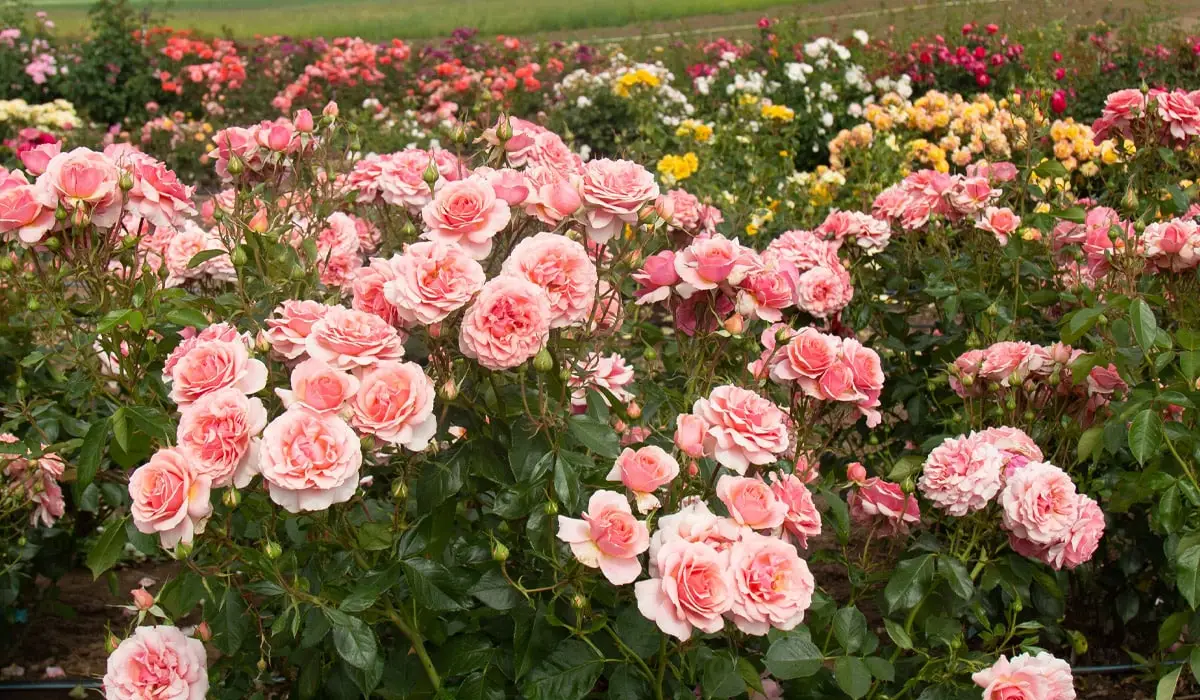 Front Page -HEIRLOOM ROSES Sales y1