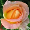 Yankee Doodle® -HEIRLOOM ROSES Sales yankee doodle 1 1