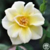 Yellow Fairy® -HEIRLOOM ROSES Sales yellow fairy