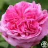 Yolande De Aragon -HEIRLOOM ROSES Sales yolanda de aragon 15